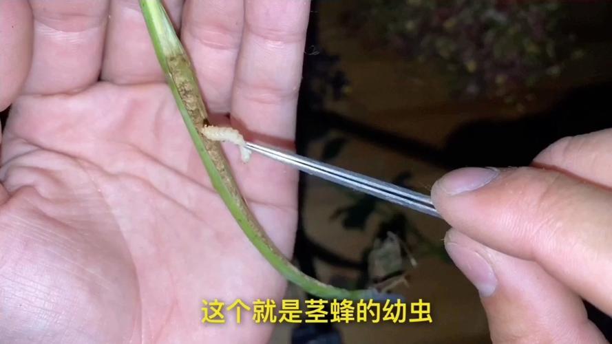 蔷薇花虫害及防治方法