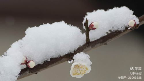 遥知不是雪为有暗香来是什么香气