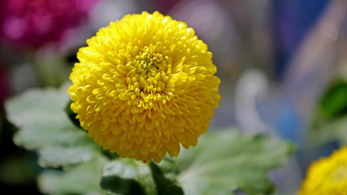 菊花的寓意，菊花代表什么