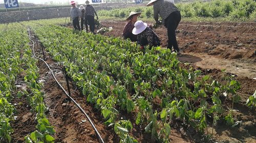 金银花怎样繁殖，如何管理