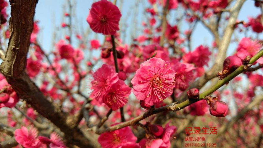 山梅花的养殖方法