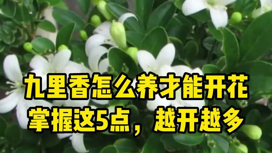 九里香的功效与作用