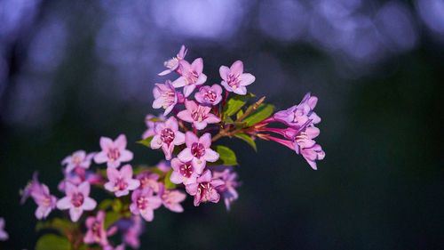 家里的花莫名萎蔫？不怕！１招教你解决