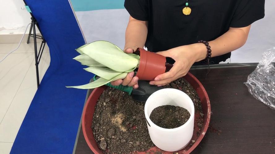 虎皮兰15天喝点“黄水”，侧芽茬茬蹿，1棵变10棵！