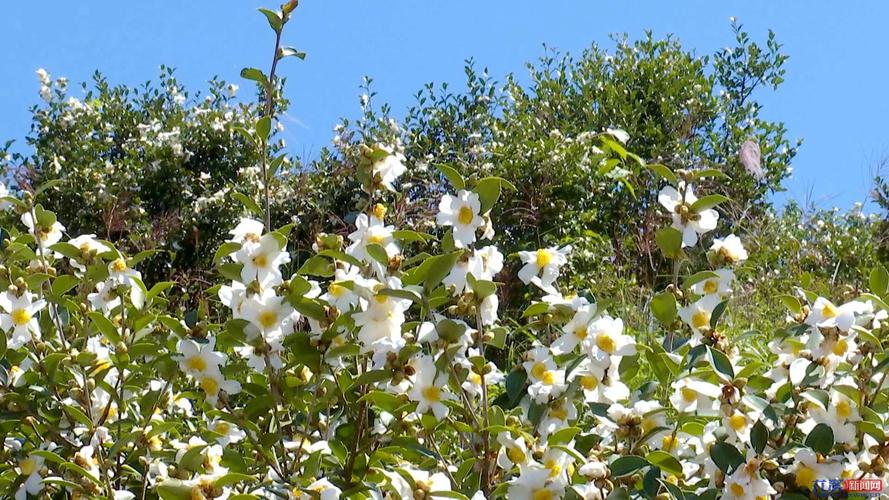 三明适合养什么花，市花和市树是什么