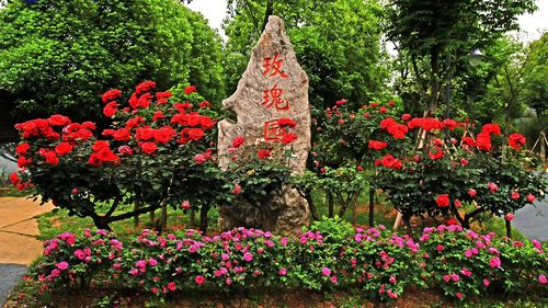 南京适合养什么花，市花和市树是什么