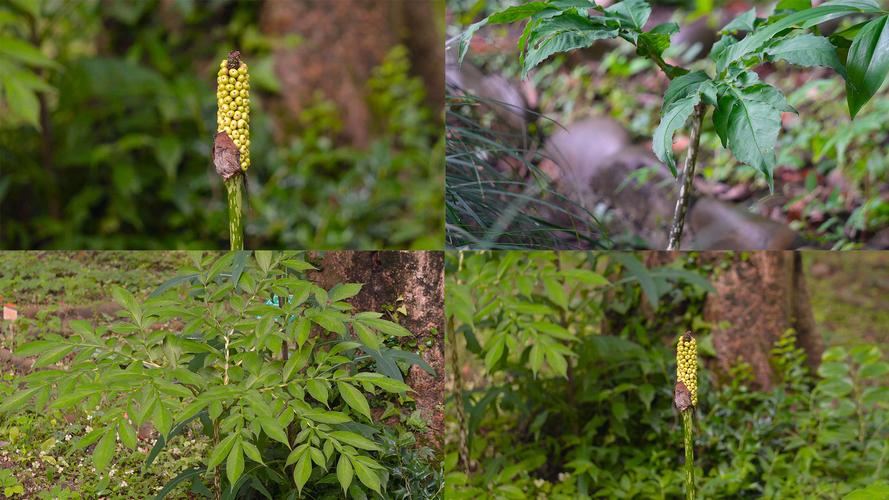 魔芋是什么植物，和芋头一样吗？