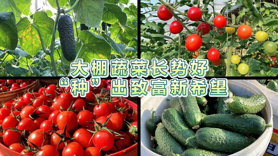 九月份种什么蔬菜