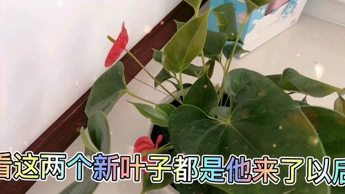 怎样给红掌下肥，施什么肥能开花？