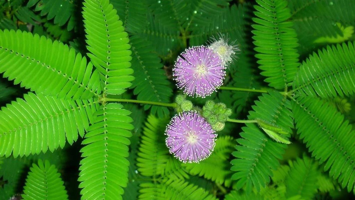 含羞草花语，含羞草开花吗