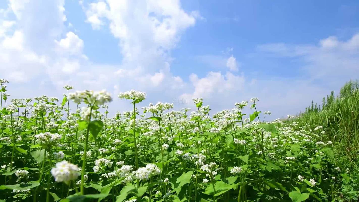 野荞麦和天荞麦的区别