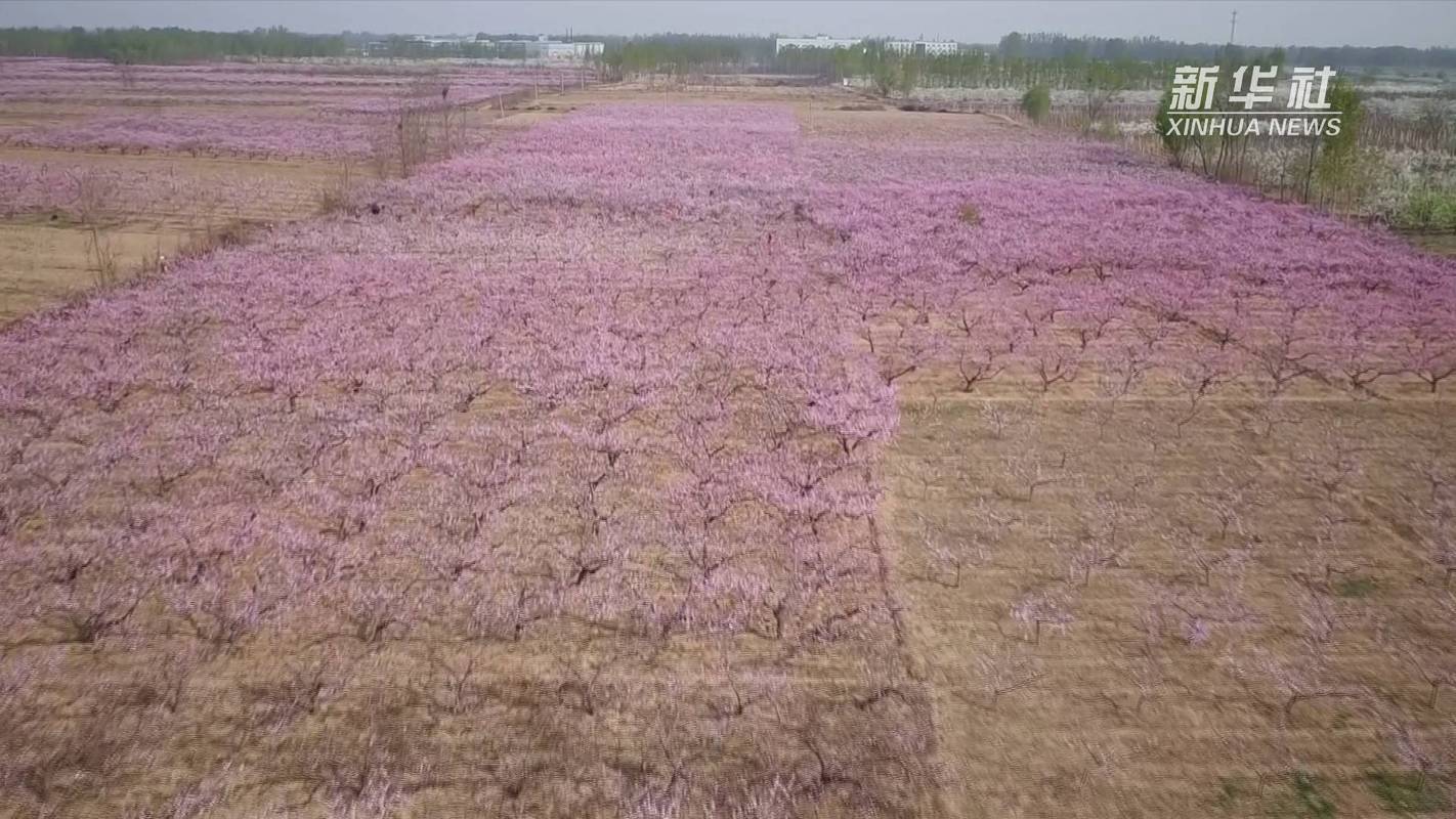 桃花播种方法，桃花是怎样播种的