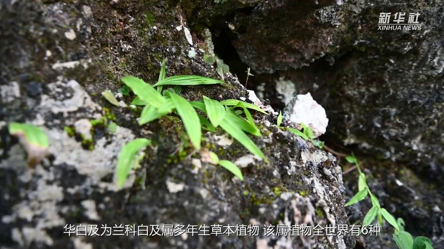 白芨市场价多少钱一斤