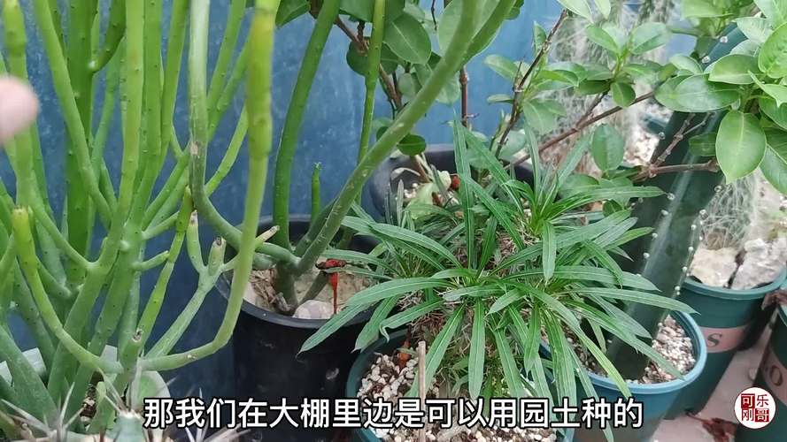 光棍树开花吗