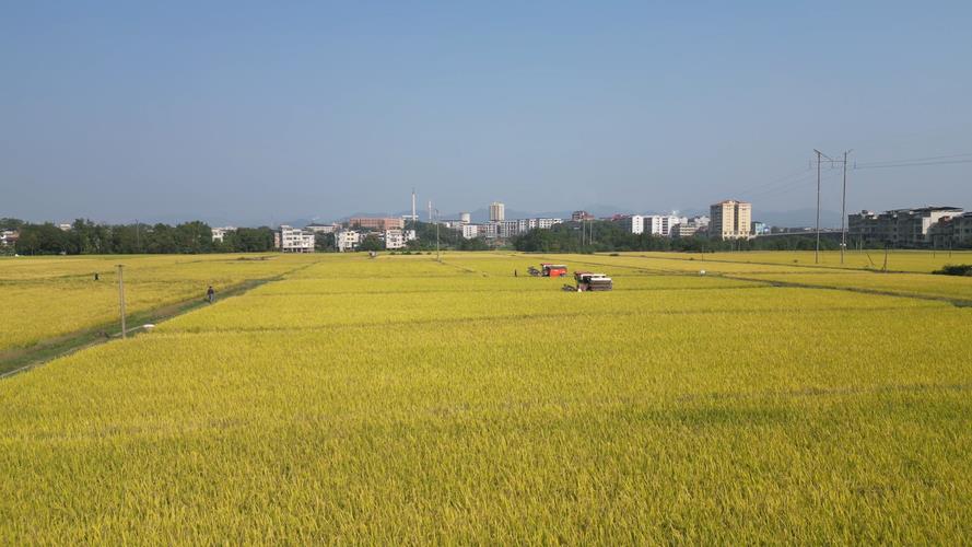 君子兰施复合肥行吗，施复合肥一次放多少