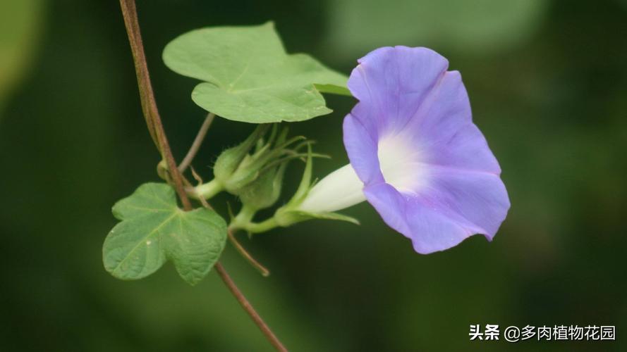 矮牵牛和牵牛花的区别