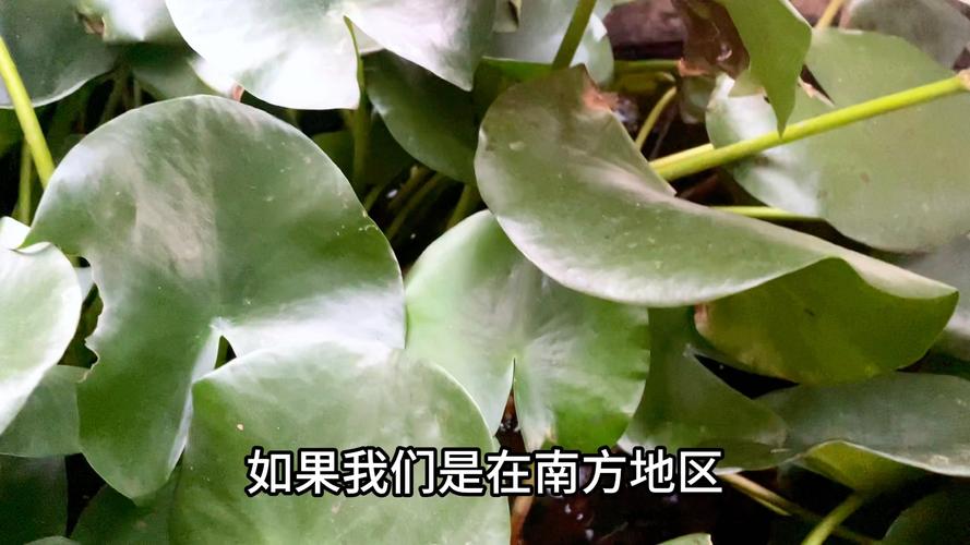 荷花冬天能开花吗，冬季如何养护