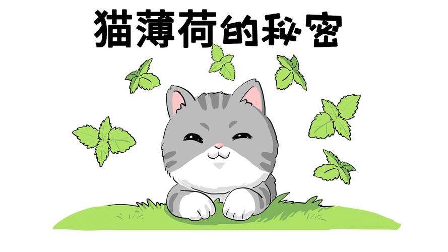 苹果薄荷和猫薄荷的区分