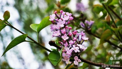 丁香花花期如何养护，什么时候开花