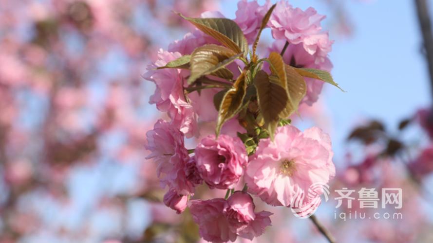 樱花开花前怎么养护