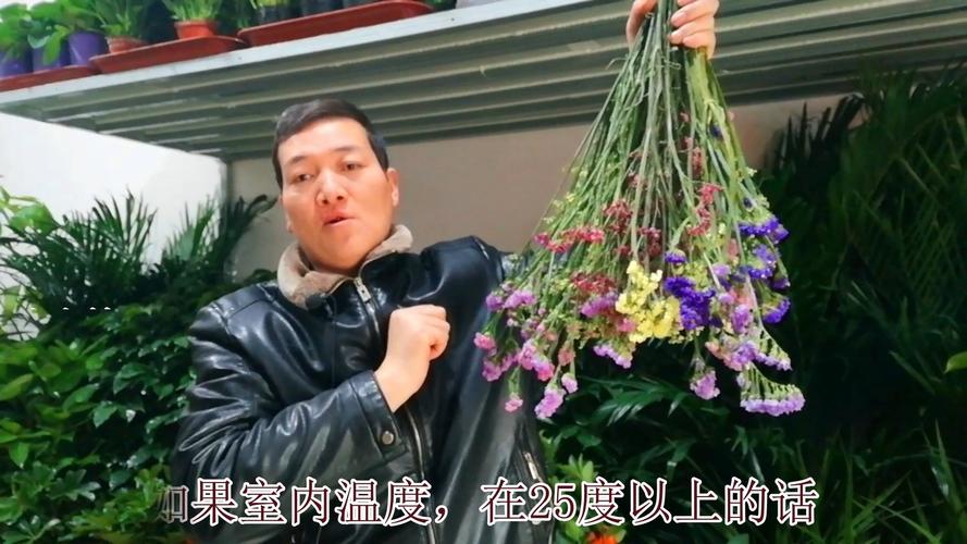 使红掌花繁叶茂的小方法