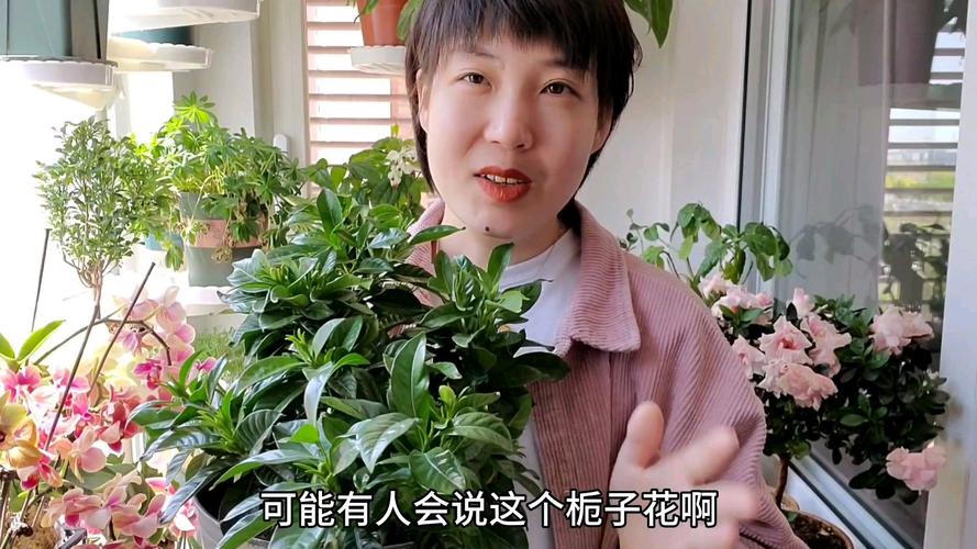 栀子花掉蕾是什么原因