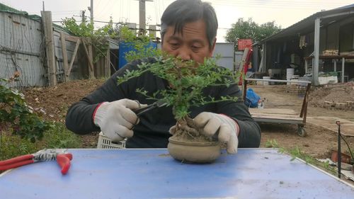 迎春花怎么施肥