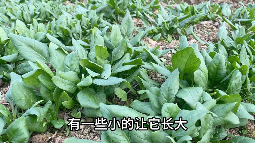 菠菜怎么种植发芽快