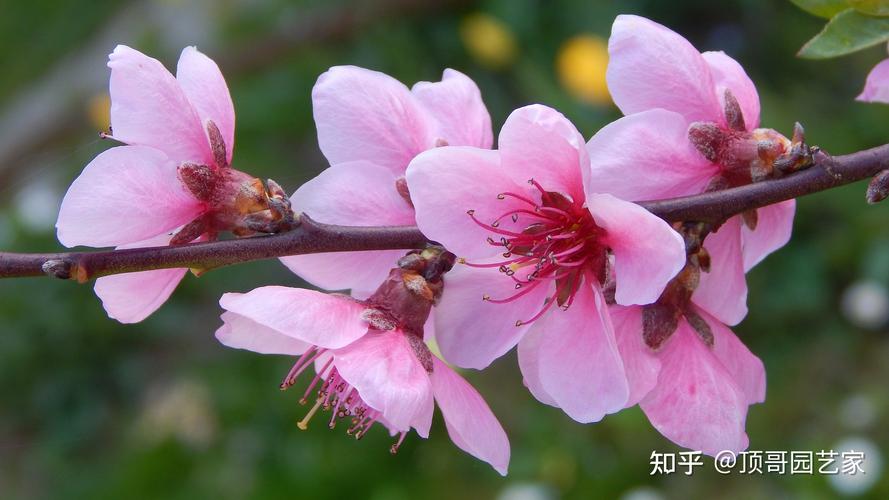 桃花什么时候换盆，桃花用什么土种最好