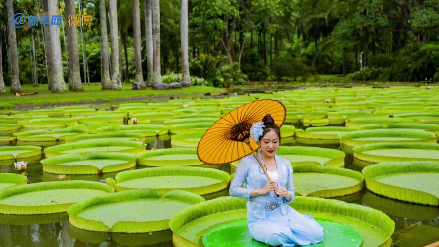 王莲是什么植物，是水生植物吗