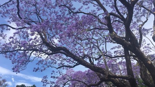 蓝花楹与红花楹区别