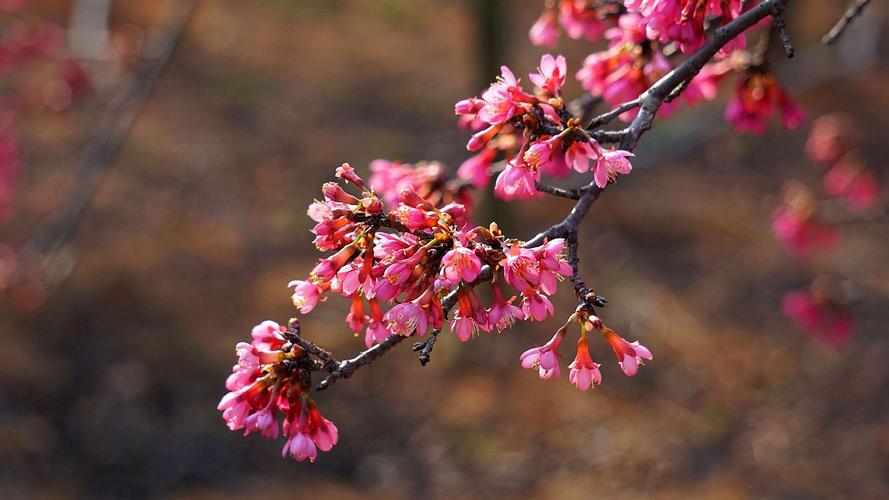 樱花开花后怎么养护