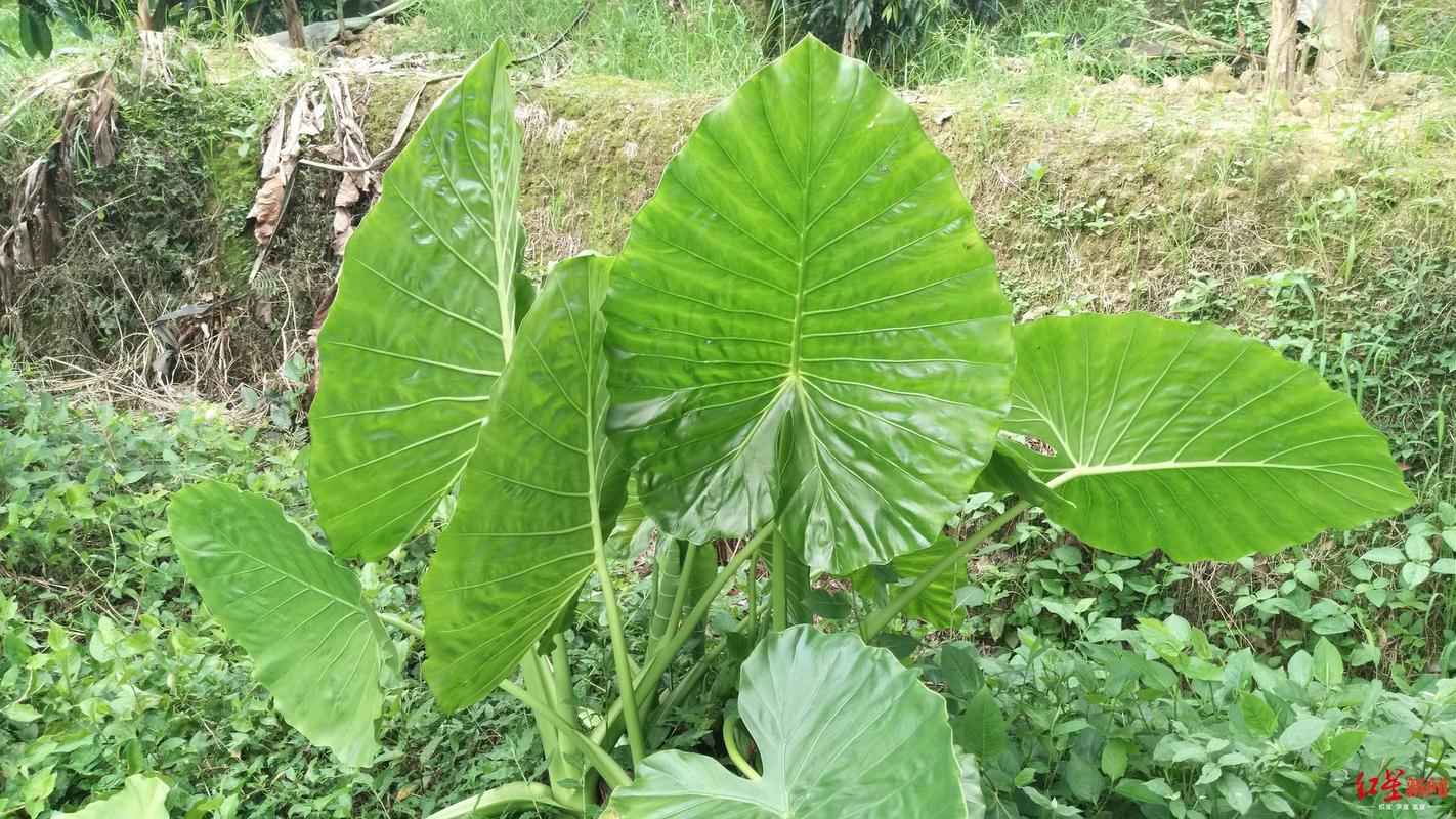 滴水观音开花图片