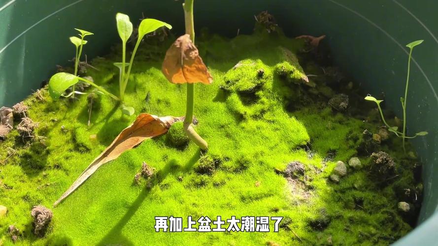 苔藓是怎么形成的，怎么让花盆里长苔藓