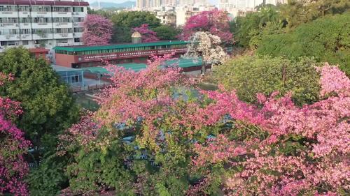 木棉花花期在什么季节，花期多长时间