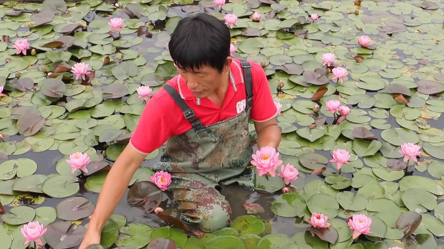 荷花种苗是什么，荷花种植对土壤的要求