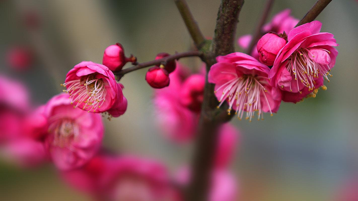 腊梅的花语和象征