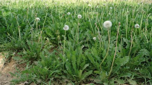 蒲公英的种植技术（时间、方法和效益）