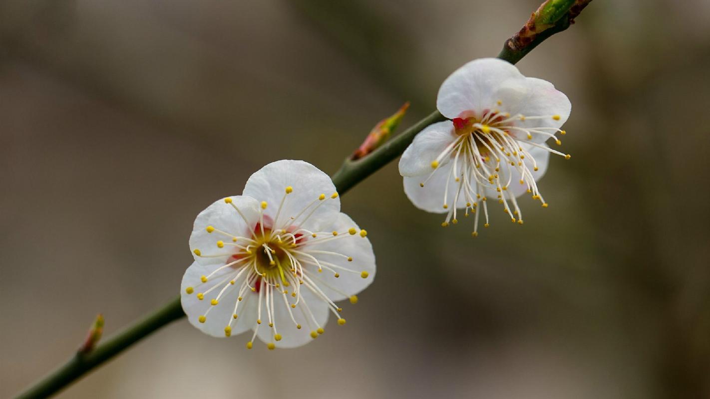 梅花嫁接时间和方法，梅花嫁接用什么砧木