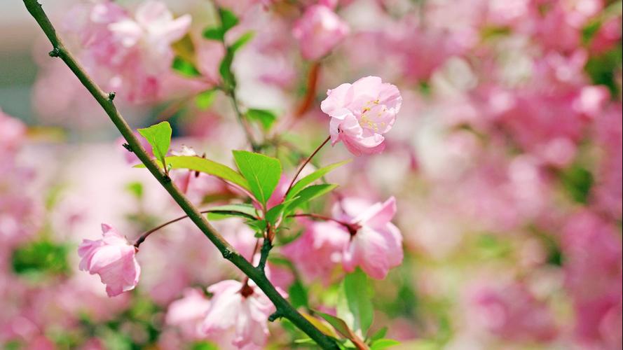 海棠花病害及防预大全