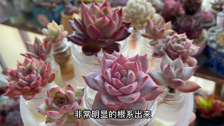 冬季水培植物怎么越冬