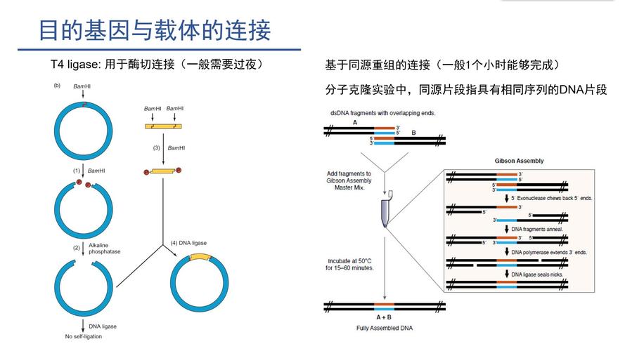 基因表达载体包括什么