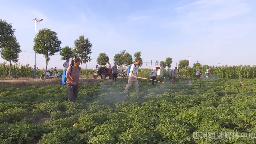 白晶菊虫害及防治方法