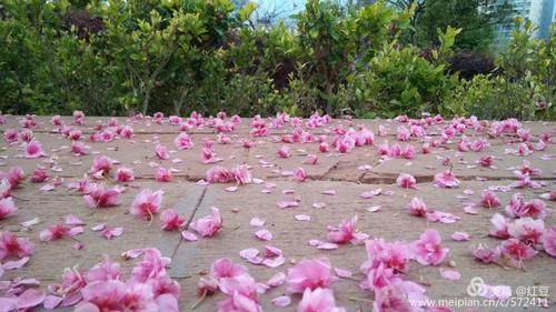 花自飘零水自流是什么意思