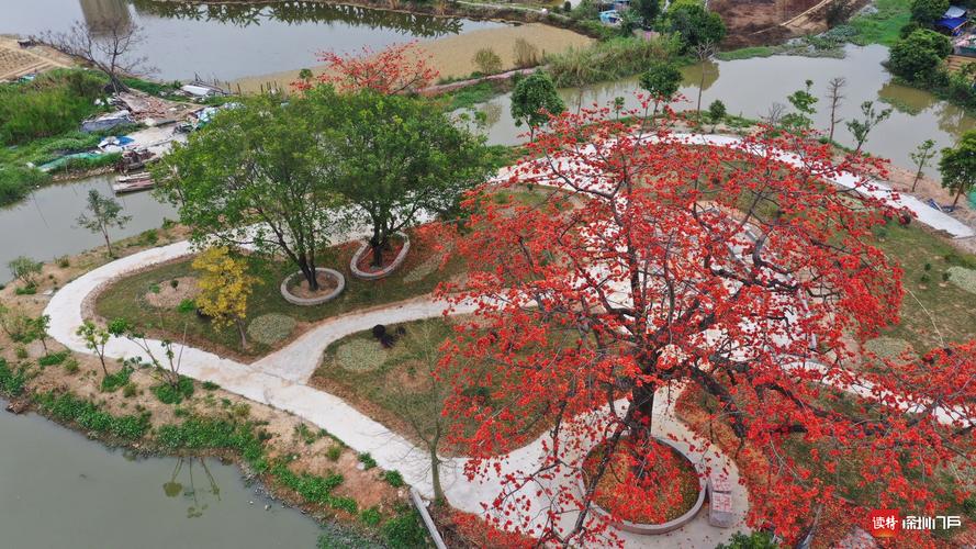 紫荆花盆栽注意什么，需要修剪吗