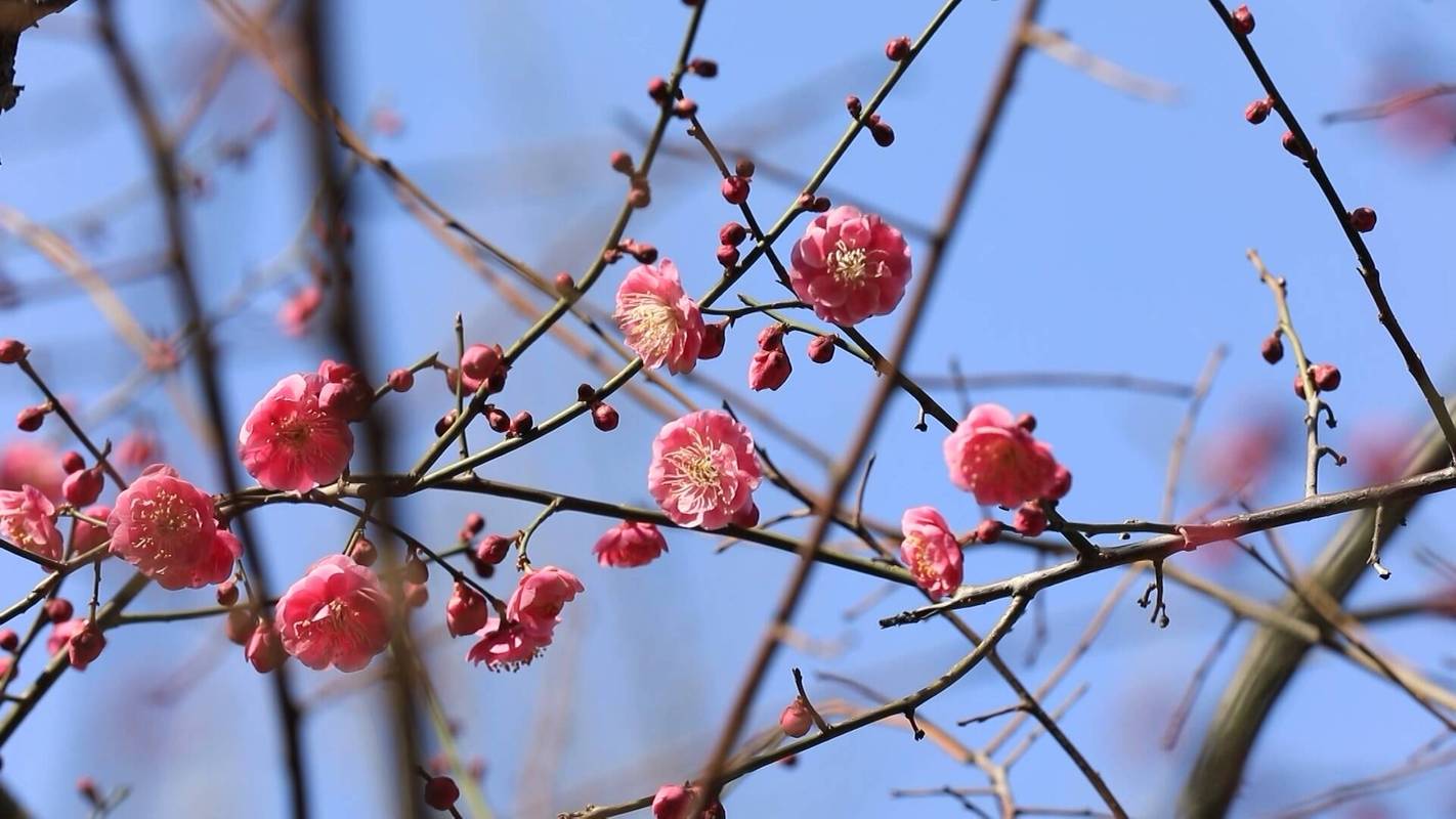 梅花早开花的技巧