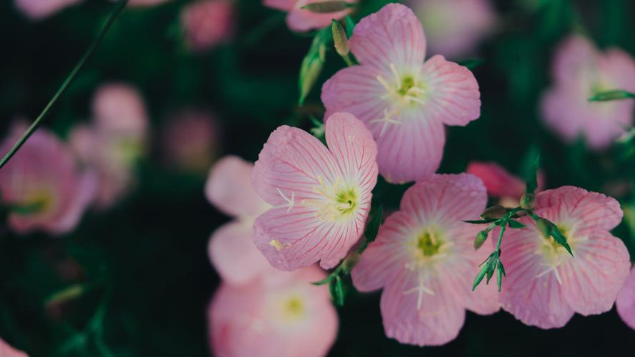 醡浆草花语大全