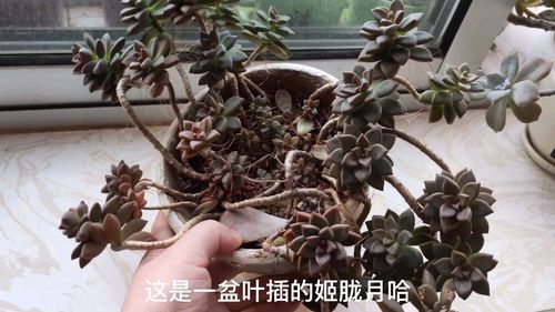 筒叶花月老桩盆景怎么养护