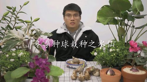 洋水仙种球怎么种（保存和种植方法）