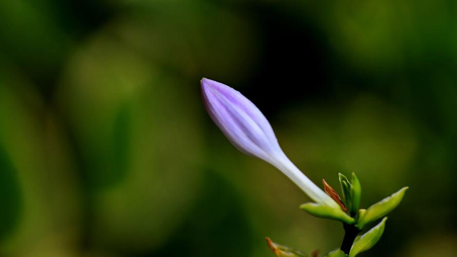 年后就种“2种”花，花苞拳头大，春天开花开满枝